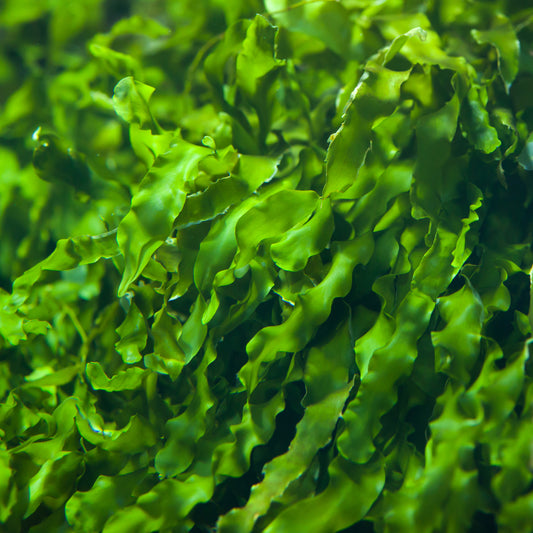 Seaweed For Gorgeous Fall Skin
