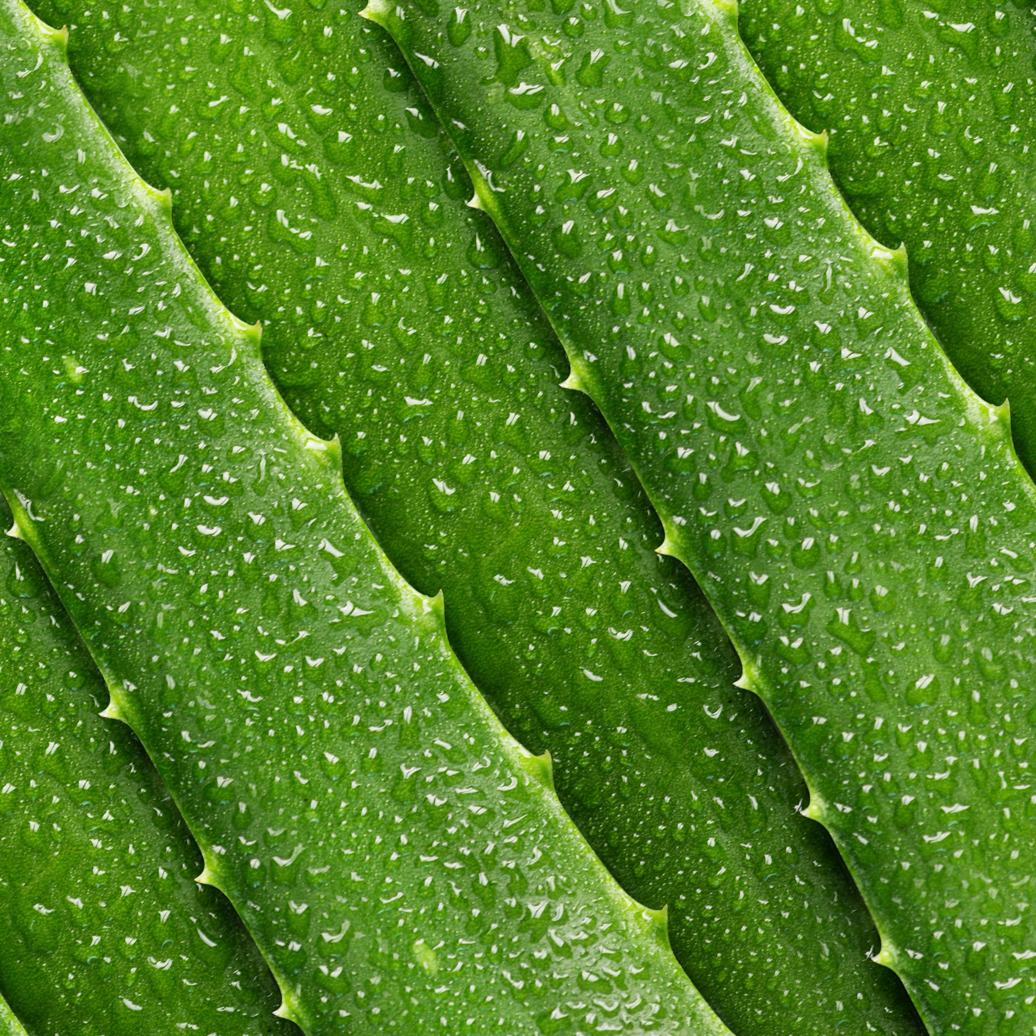 Close-up of fresh aloe vera leaves