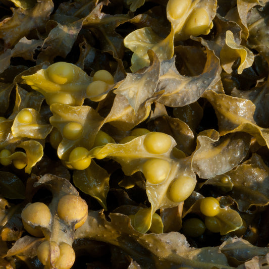 Unveiling Bladderwrack: A Seaweed Powerhouse for Skin Care