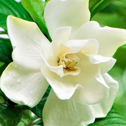 What’s In Your Skin Care? Gardenia Extract