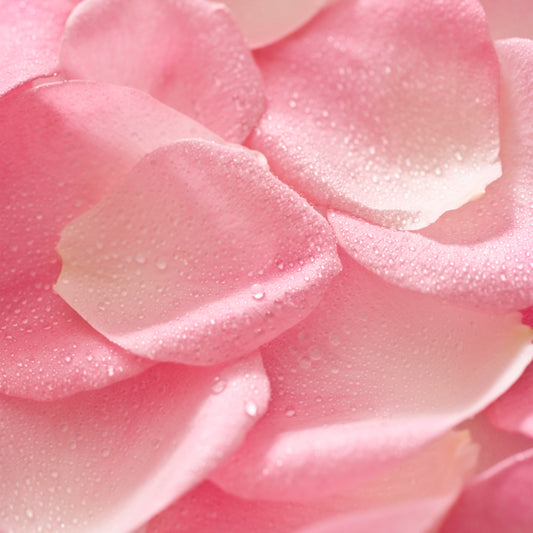 What’s In Your Skin Care: Rose Extract
